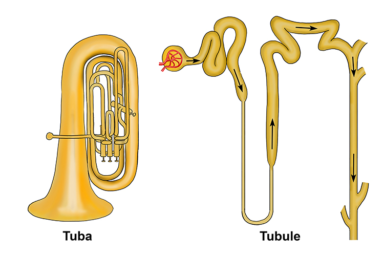 The comparison of a tuba horn and tubule in a nephron are very similar indeed